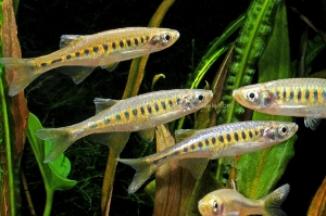 Nautilus Wholesale. Freshwater Fish