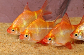 Picture for category BARBS