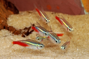 Nautilus Wholesale. Freshwater Fish