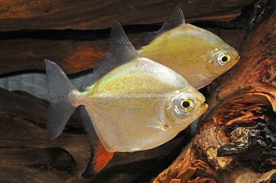 Picture of TETRA: RED HOOK LG *ON SPECIAL*