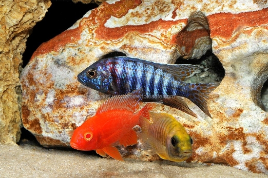 Picture of AFRICAN: PEACOCK ASST SMALL (IMPORT) *ON SPECIAL*