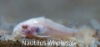 Picture of CORY: PALEATUS ALBINO