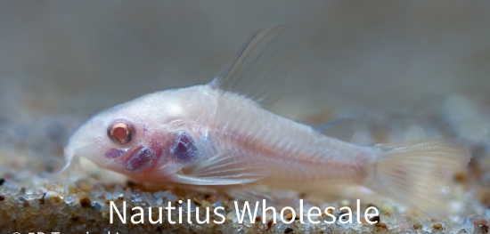 Picture of CORY: PALEATUS ALBINO