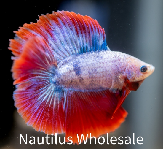 Picture of BETTA: DOUBLE TAIL HALF MOON MALE