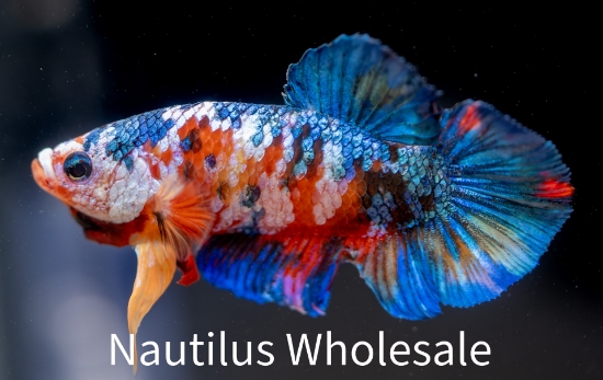 Picture of BETTA: KOI PLAKAT MALE 