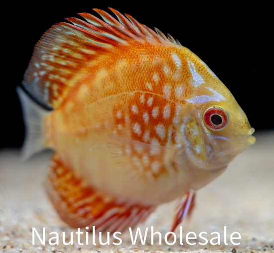 Picture of DISCUS: PIGEON BLOOD 2.5" (SINGAPORE)