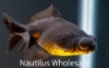 Picture of GOLDFISH: BLACK MOORE 2.5"