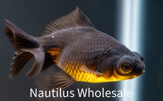 Picture of GOLDFISH: BLACK MOORE 2.5"
