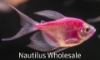Picture of GLOFISH® TETRA GALACTIC PURPLE® LONGFIN