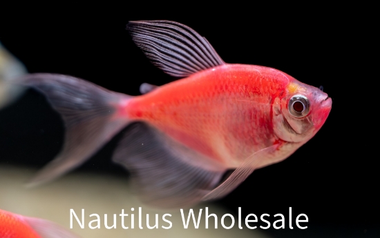 Picture of GLOFISH® TETRA STARFIRE RED® LONGFIN	 