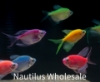 Picture of GLOFISH® TETRA LONGFIN ASSORTED