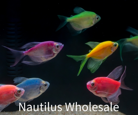 Picture of GLOFISH® TETRA LONGFIN ASSORTED
