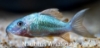 Picture of CORY: BROCHIS SPLENDENS (TR)