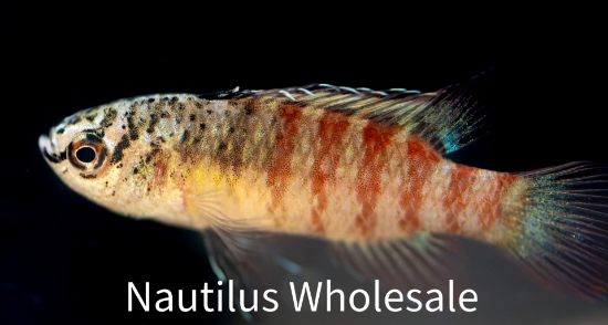 Picture of MISC: BADIS TIGER