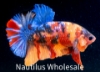 Picture of BETTA: CANDY KOI PLAKAT MALE