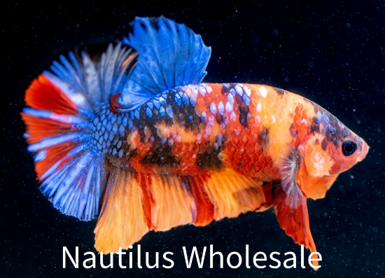 Picture of BETTA: CANDY KOI PLAKAT MALE