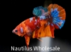 Picture of BETTA: CANDY KOI PLAKAT MALE