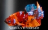 Picture of BETTA: CANDY KOI PLAKAT MALE