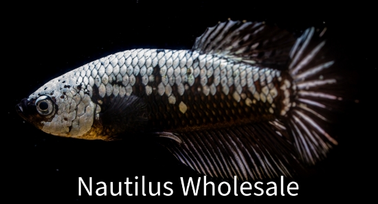 Picture of BETTA: HALFMOON PLAKAT BLACK SAMURAI