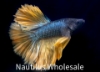 Picture of BETTA: MUSTARD GAS HALFMOON MALE