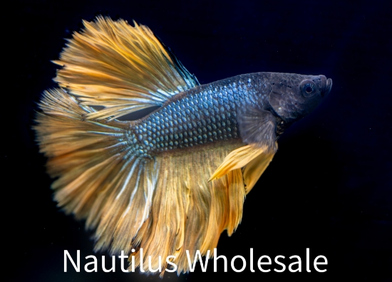 Picture of BETTA: MUSTARD GAS HALFMOON MALE
