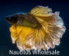 Picture of BETTA: MUSTARD GAS HALFMOON MALE