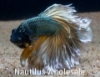 Picture of BETTA: MUSTARD GAS HALFMOON MALE