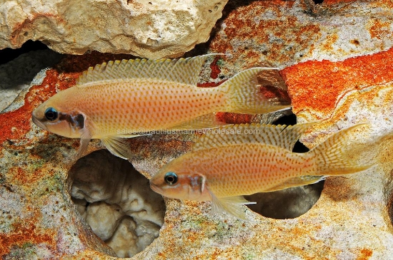 Picture of TANGAN: L. BRICHARDI  LG (FL BRED) *ON SPECIAL*