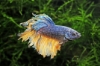 Picture of BETTA: MUSTARD GAS HALFMOON MALE *ON SPECIAL*