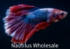 Picture of BETTA: HALFMOON ROSETAIL MALE ASST *ON SPECIAL*