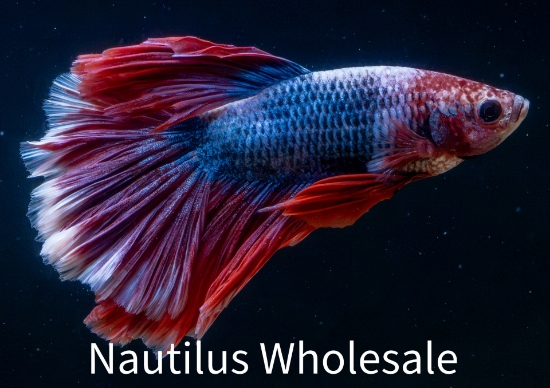 Picture of BETTA: HALFMOON ROSETAIL MALE ASST *ON SPECIAL*