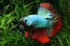 Picture of BETTA: HALFMOON ROSETAIL MALE ASST *ON SPECIAL*