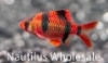 Picture of GLOFISH® : BARB STARFIRE RED® (NO PR)