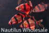Picture of GLOFISH® : BARB STARFIRE RED® (NO PR)