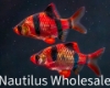 Picture of GLOFISH® : BARB STARFIRE RED® (NO PR)