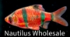 Picture of GLOFISH® : BARB STARFIRE RED® (NO PR)