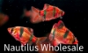 Picture of GLOFISH® : BARB STARFIRE RED® (NO PR)