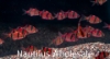 Picture of GLOFISH® : BARB STARFIRE RED® (NO PR)