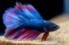 Picture of BETTA: DOUBLE TAIL HALF MOON MALE
