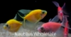 Picture of GLOFISH® TETRA LONGFIN ASSORTED