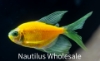 Picture of GLOFISH® TETRA LONGFIN ASSORTED