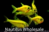 Picture of GLOFISH® : PRISTELLA TETRA SUNBURST ORANGE®