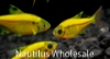 Picture of GLOFISH® : PRISTELLA TETRA SUNBURST ORANGE®