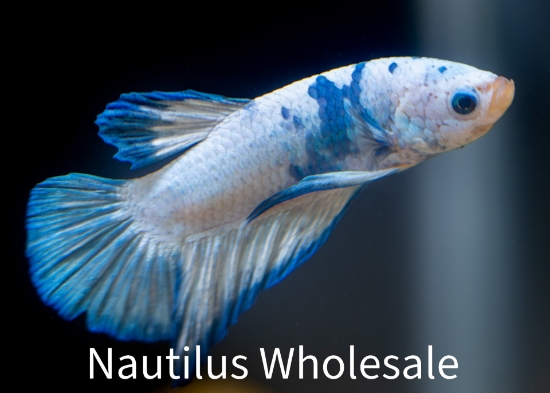 Picture of BETTA: BLUE RIM MALE