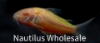 Picture of GLOFISH® CORY SUNBURST ORANGE® (NO HI)