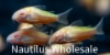 Picture of GLOFISH® CORY SUNBURST ORANGE® (NO HI)