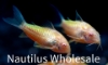 Picture of GLOFISH® CORY SUNBURST ORANGE® (NO HI)
