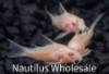 Picture of CORY: PALEATUS ALBINO