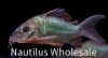 Picture of CORY: BROCHIS SPLENDENS (TR)