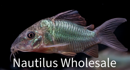 Picture of CORY: BROCHIS SPLENDENS (TR)